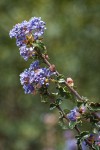 Wavyleaf Ceanothus blossoms & foliage