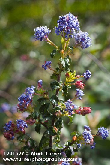 Ceanothus foliosus