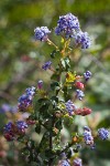 Wavyleaf Ceanothus blossoms & foliage