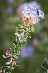 Wavyleaf Ceanothus foliage detail