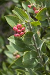 Hairy Manzanita fruit & foliage detail