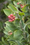 Hairy Manzanita fruit & foliage detail