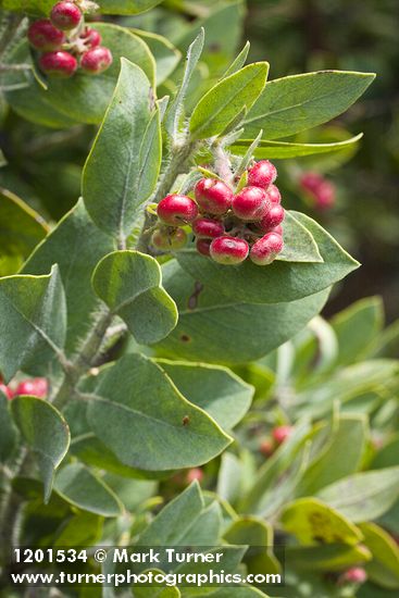 Arctostaphylos columbiana