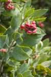 Hairy Manzanita fruit & foliage detail