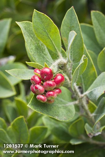 Arctostaphylos columbiana