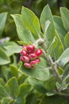 Hairy Manzanita fruit & foliage detail