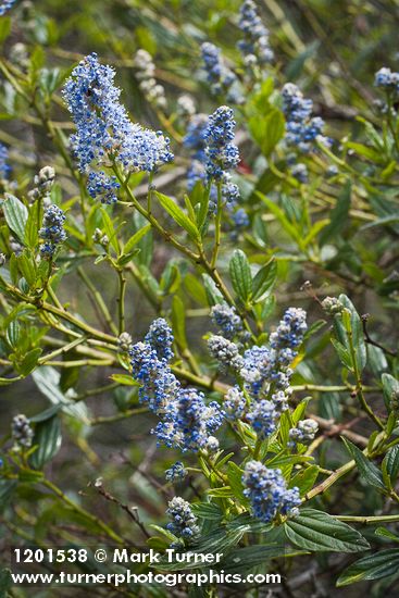 Ceanothus oliganthus var. sorediatus