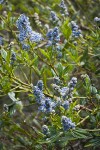 Jimbrush blossoms & foliage