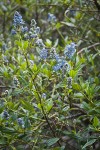 Jimbrush blossoms & foliage