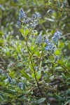 Jimbrush blossoms & foliage