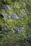 Jimbrush blossoms & foliage