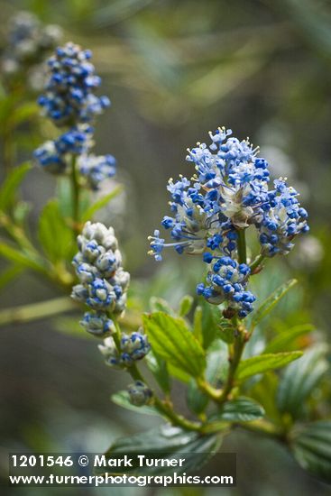 Ceanothus oliganthus var. sorediatus