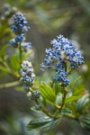 Jimbrush blossoms & foliage detail