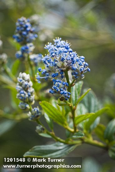 Ceanothus oliganthus var. sorediatus
