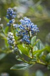 Jimbrush blossoms & foliage detail