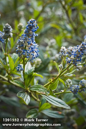 Ceanothus oliganthus var. sorediatus