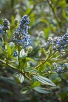 Jimbrush blossoms & foliage detail