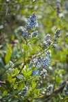 Jimbrush blossoms & foliage