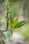 Jimbrush foliage detail