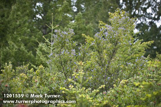 Ceanothus oliganthus var. sorediatus