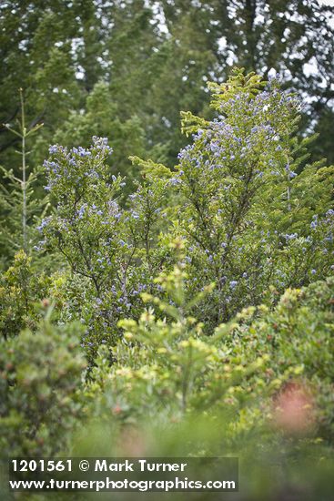 Ceanothus oliganthus var. sorediatus