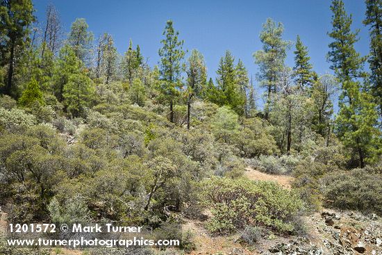 Quercus durata; Pinus jeffreyi; Pinus sabiniana; Arctostaphylos sp.