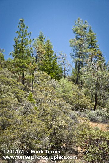 Quercus durata; Pinus jeffreyi; Pinus sabiniana; Arctostaphylos sp.