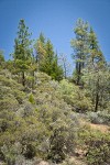 Leather Oaks, serpentine habitat view w/ Jeffrey Pine, Grey Pine, Manzanita