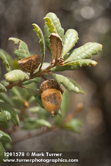 Quercus durata