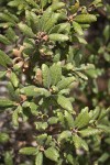 Leather Oak foliage