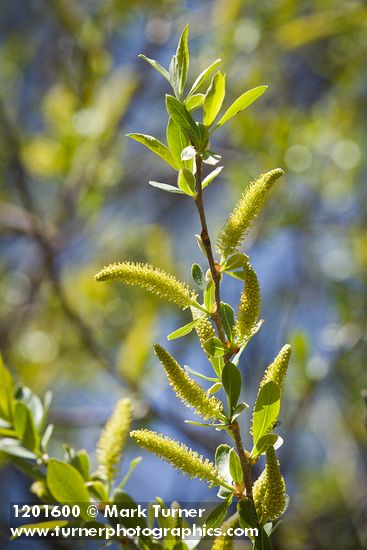 Salix gooddingii