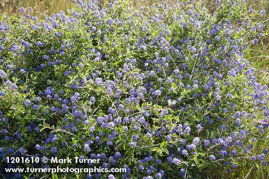 Ceanothus leucodermis