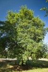 Interior Live Oak