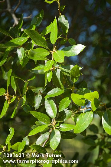 Quercus wislizeni