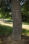 Interior Live Oak trunk