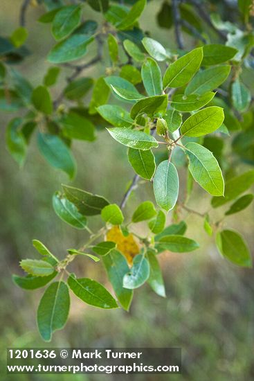 Quercus wislizeni