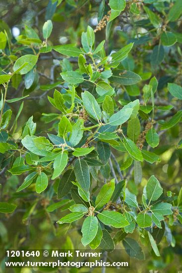 Quercus wislizeni