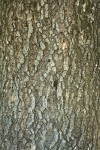Interior Live Oak bark