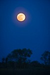Full Moon rising over Tasmanian Bluegums