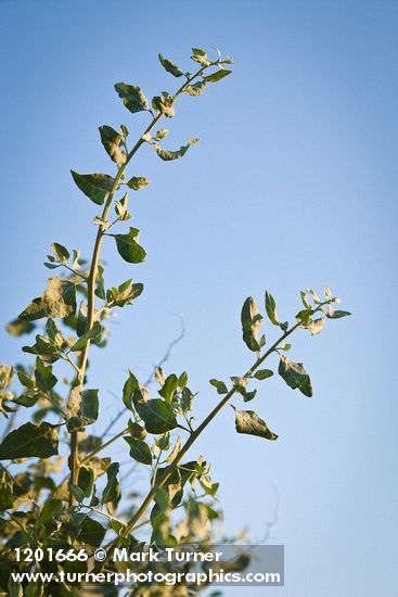 Atriplex lentiformis