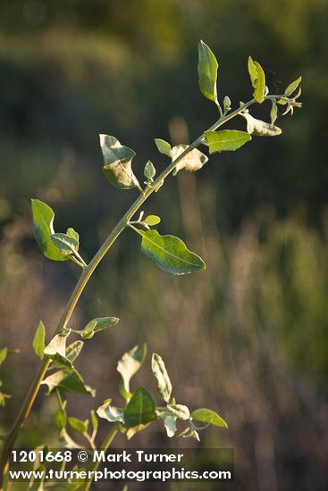 Atriplex lentiformis