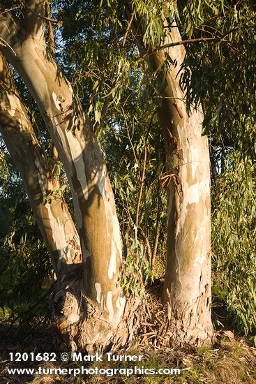 Eucalyptus globulus