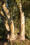 Tasmanian Bluegum trunks