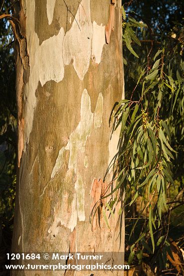 Eucalyptus globulus