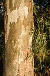 Tasmanian Bluegum trunk