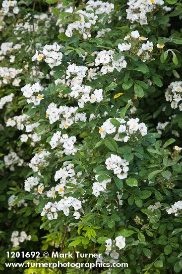 Rosa multiflora