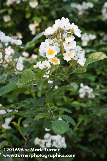 Rosa multiflora