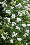 Multiflora Rose blossoms & foliage