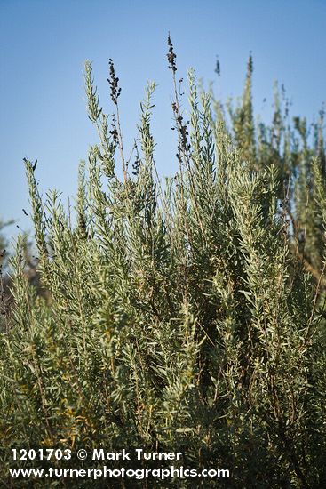 Atriplex canescens