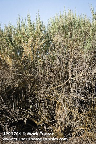 Atriplex canescens